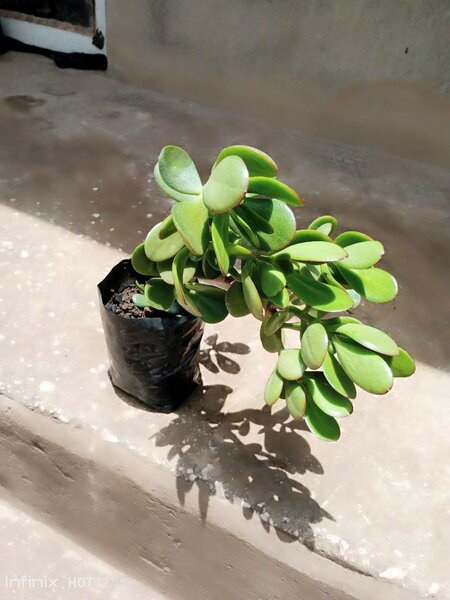 plantes vertes d'intérieur