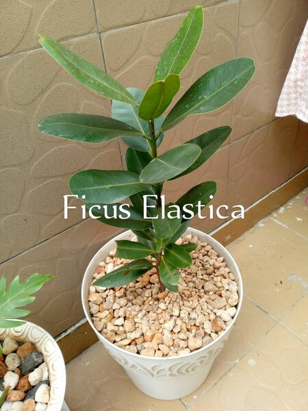 FICUS ELASTICA
