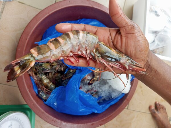 Gambas tigré au kilo