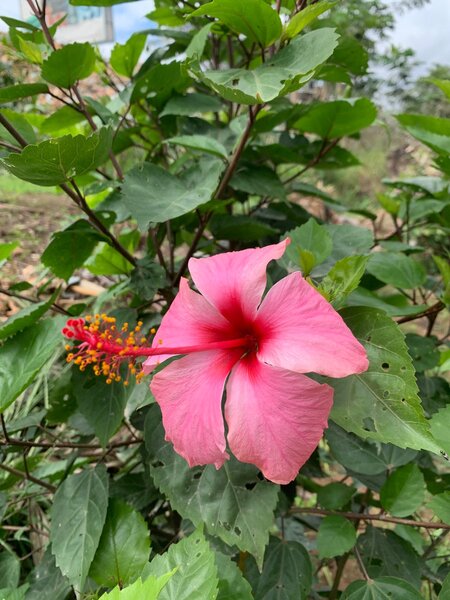 Hibiscus plant