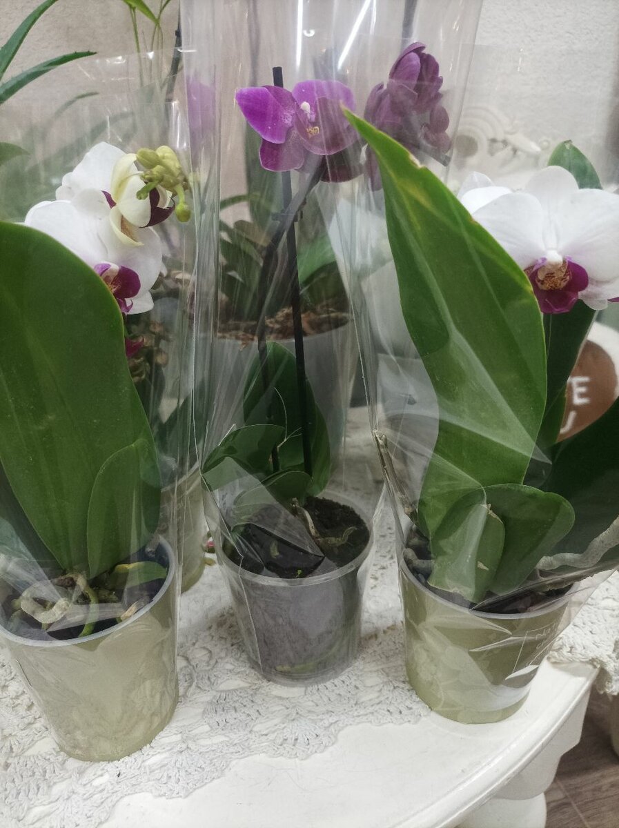 Орхидеи для любимых