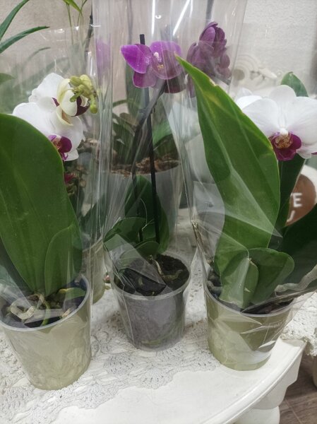 Орхидеи для любимых