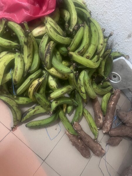 Bananes Plantains Vertes