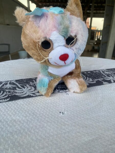 Peluche Chat Adorable