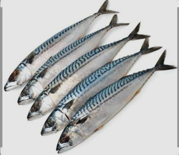 Maquereau frais sauvage