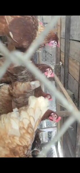 Poules Pondeuses Fermière