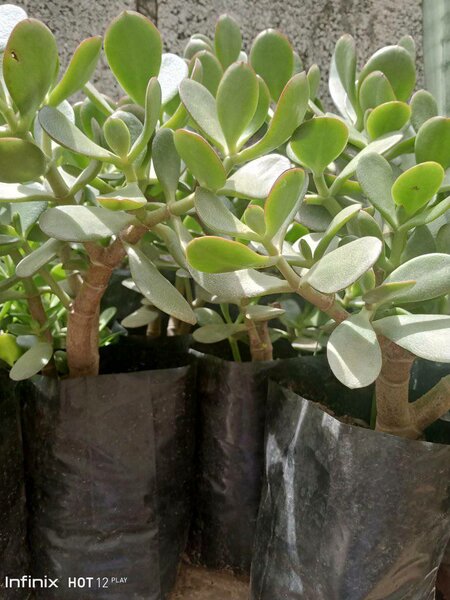 plantes vertes d'intérieur