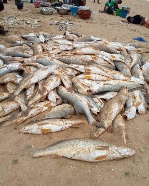 Fruits de Mer Frais – Crabes, Poissons et Homards