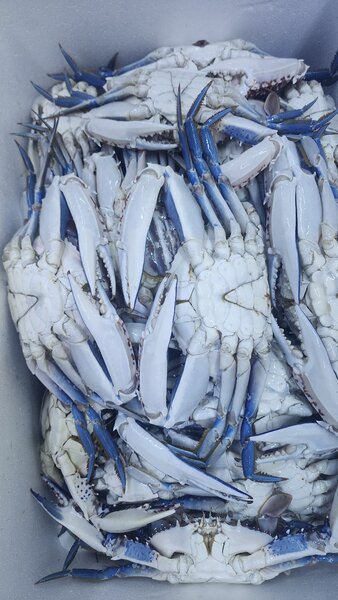 Assortiment de fruits de mer frais