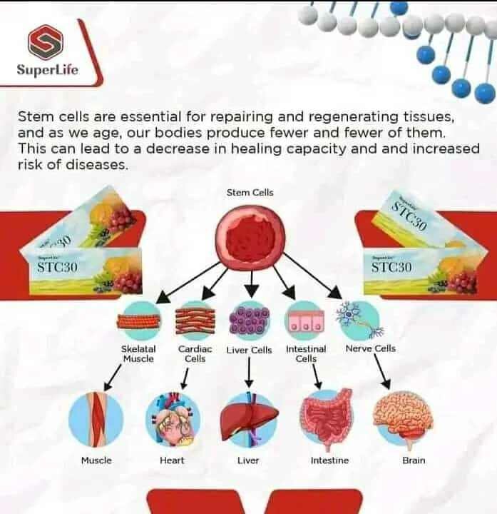 STC30-stemcells