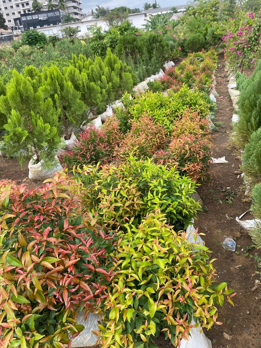 Plantes ornementales colorées