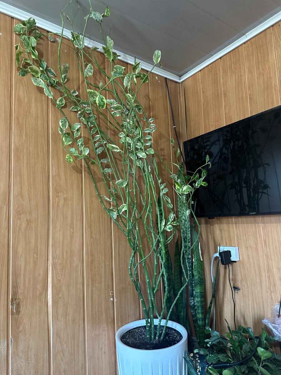 Педилантус