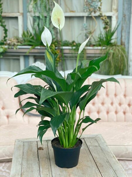 Peace Lilly