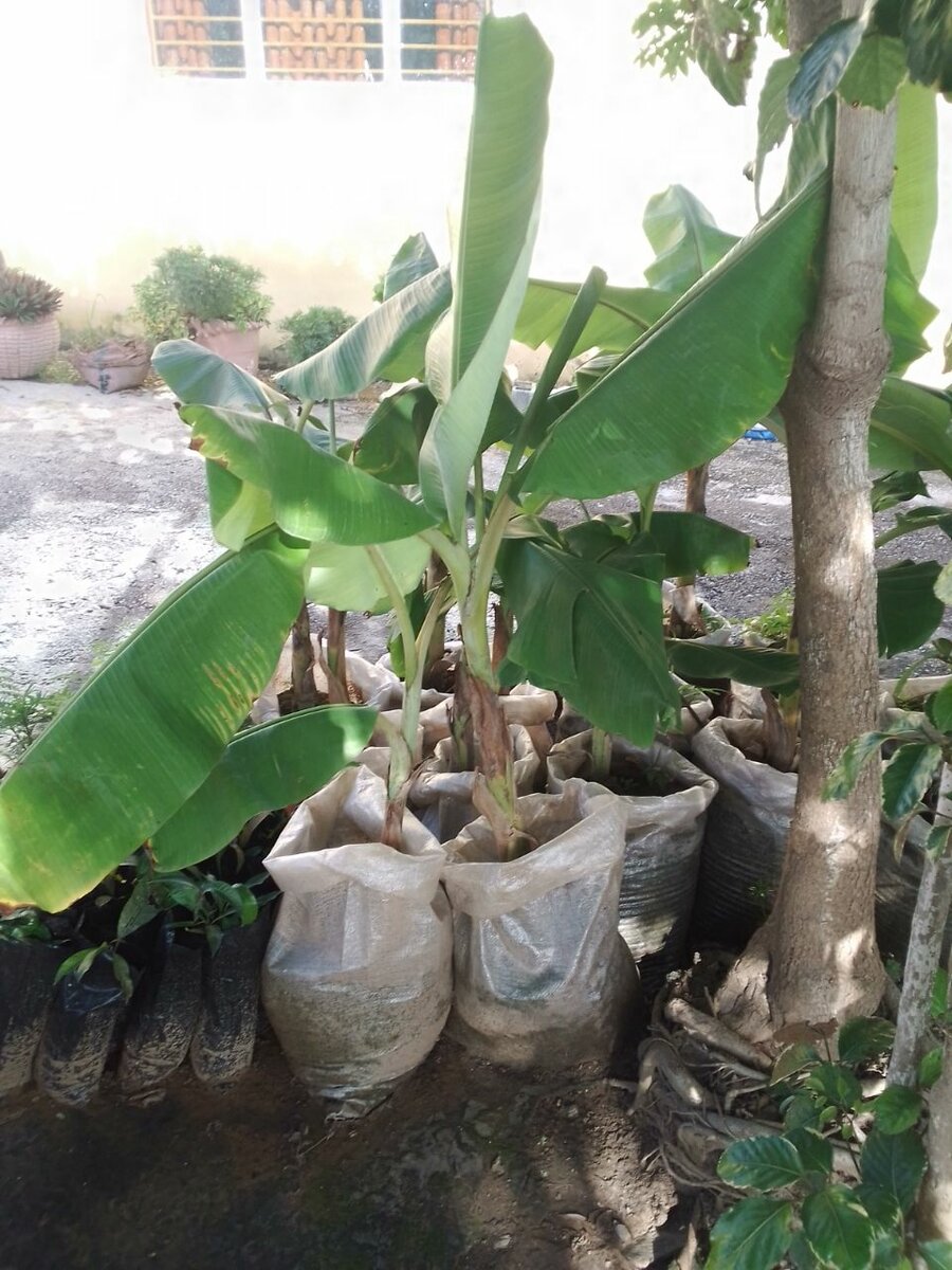 Banana tree seedlings