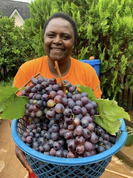 Jumbo Grapes Seedlings
