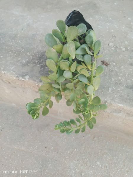 plantes vertes d'intérieur