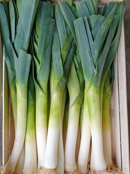 Poireaux frais bio 10kg