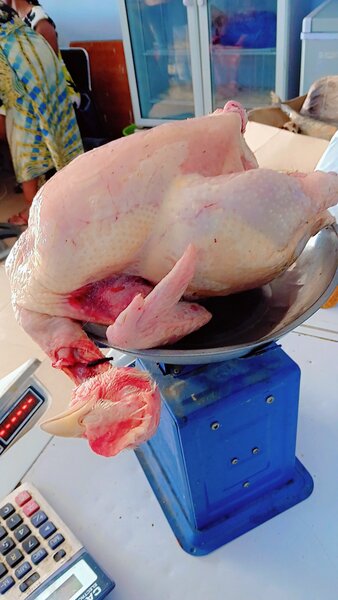 Poulet de chair