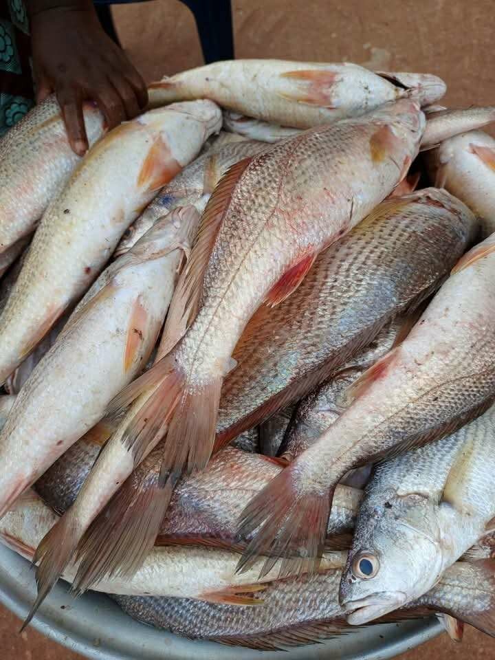 Poissons frais - Choix parfait