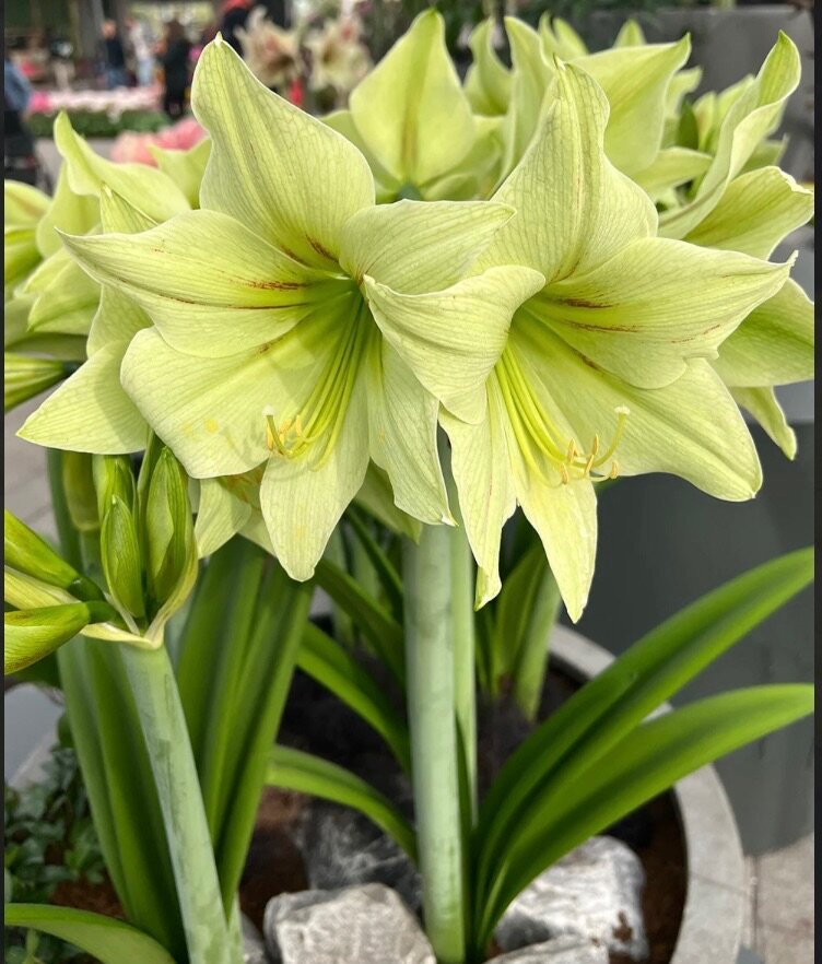 GREEN AMARYLLIS PLANT/ SEPTEMBER LILY PLANT