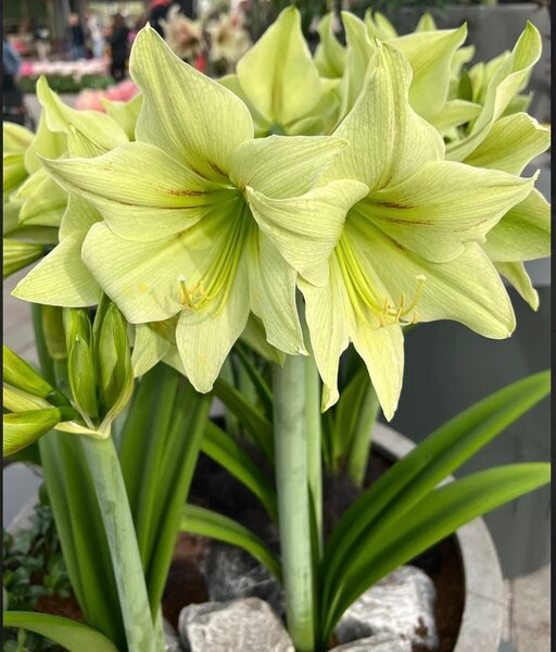 GREEN AMARYLLIS PLANT/ SEPTEMBER LILY PLANT