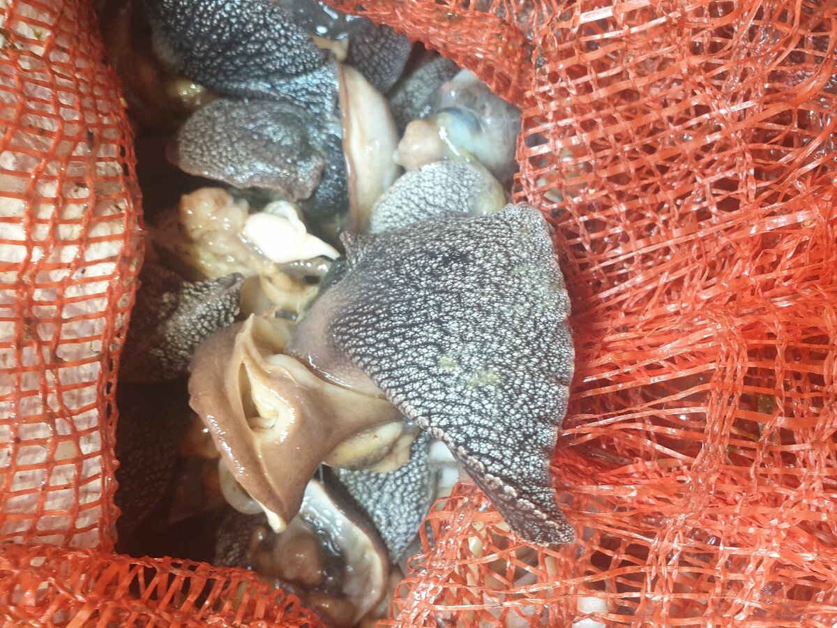 Escargots frais de qualité