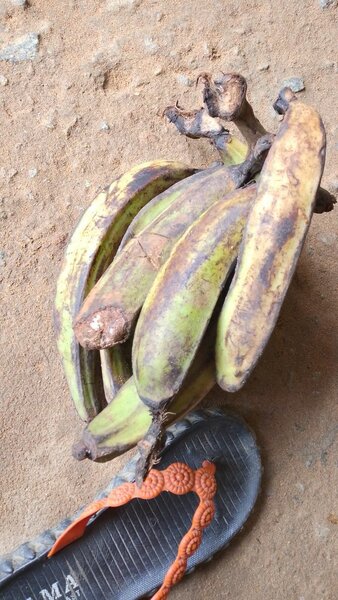 Bananes Plantains Fraîches