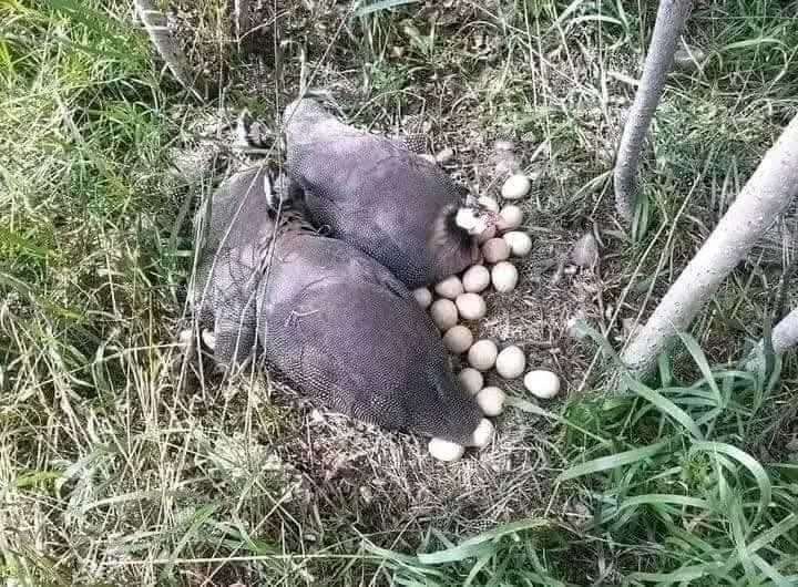 Guinea Fowl Eggs For sale
