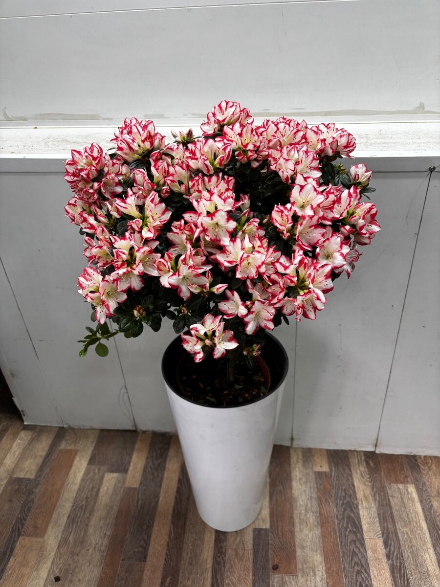 Комнатное растение