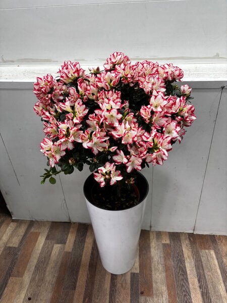 Комнатное растение