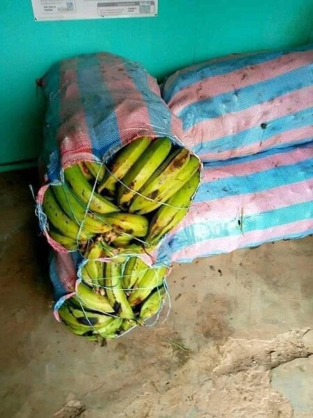 Bananes plantains fraîches