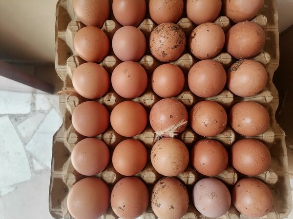 Œufs frais de ferme bio