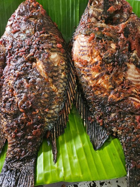 Carpe d eau douce local