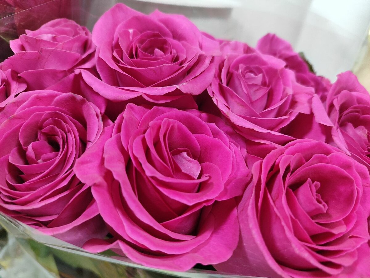 Голландская роза Пинк флойд