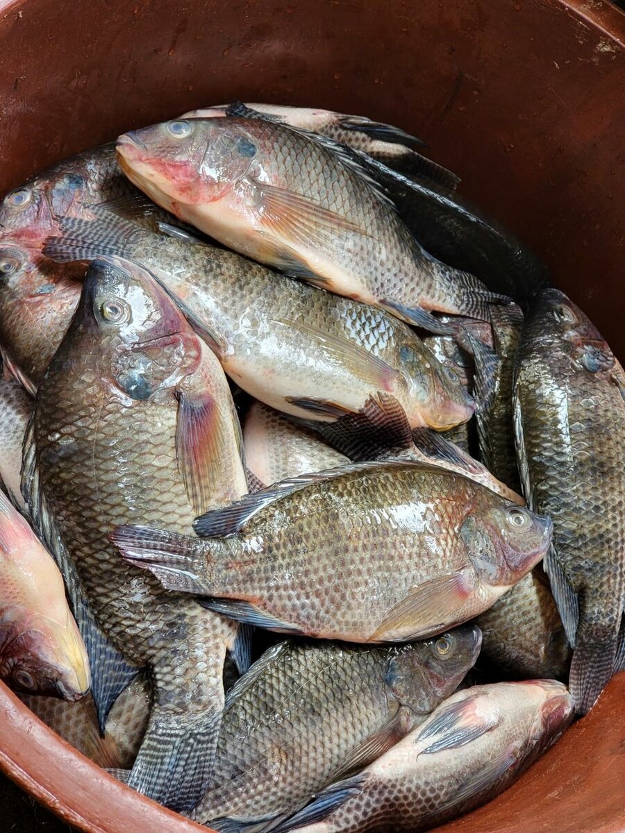 Poisson carpe déjà nettoyé