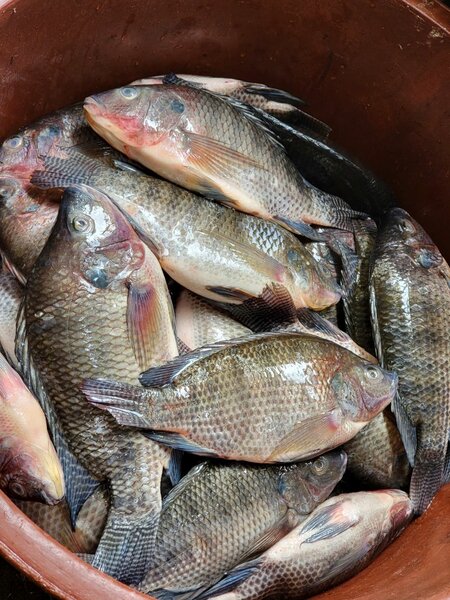 Poisson carpe déjà nettoyé