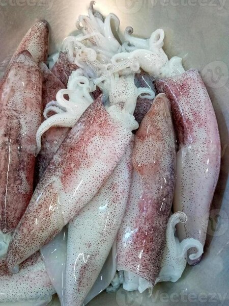 Calamars frais