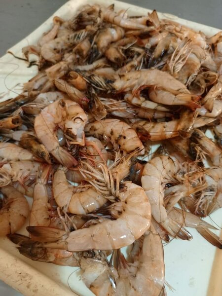 Flyper, crevettes, sa