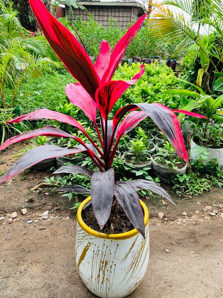 Cordyline whine color