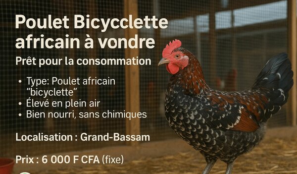 Poulet "Bicyclette" africain