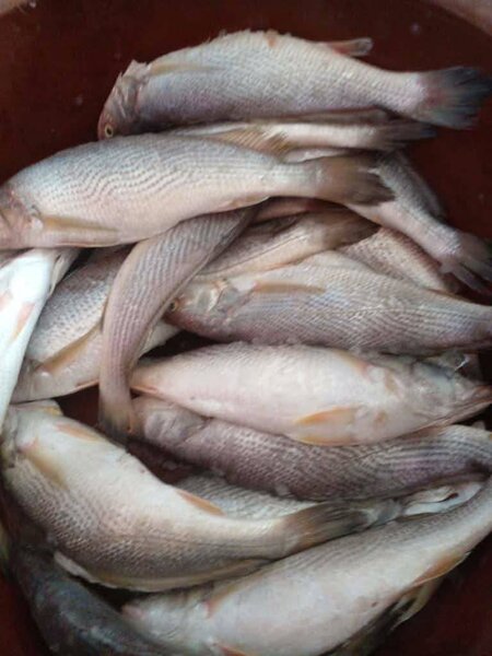 Poisson sosso 1kg 3500