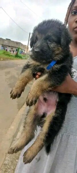 Chiots berger allemand