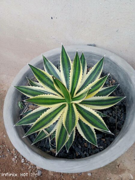 plantes vertes d'intérieur