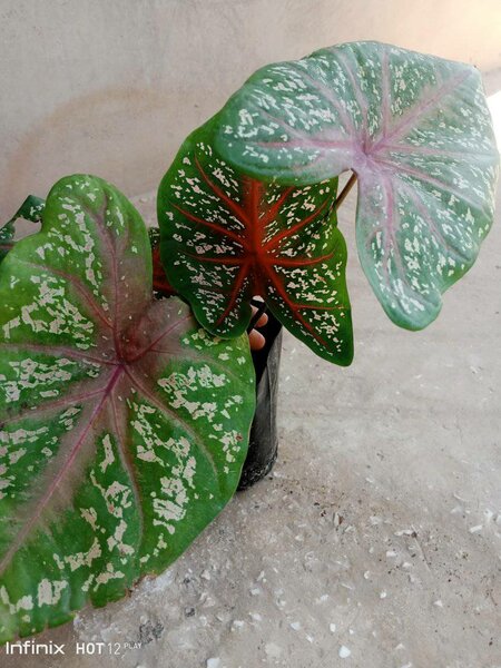 plantes vertes d'intérieur