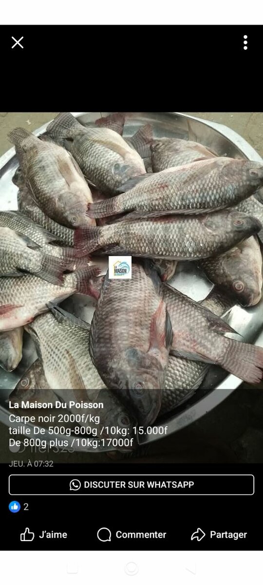 Poissons brochet