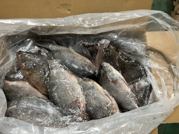 Tilapia Carpe 500-800g