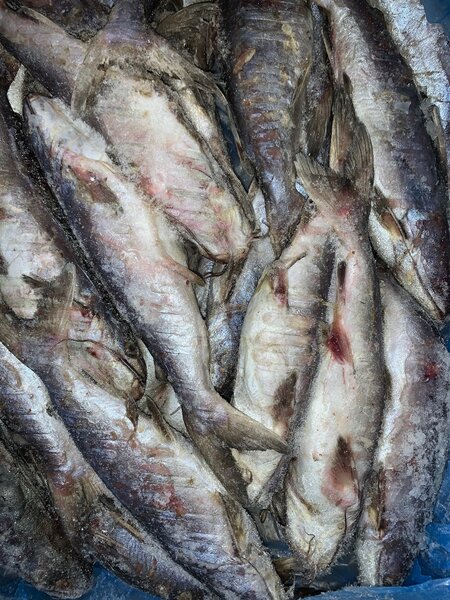 Machoiron de taille Moyenne