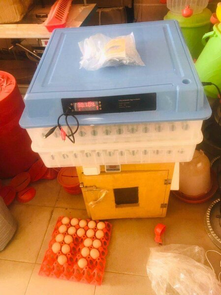 Incubateur numérique pour œufs
