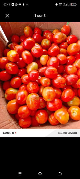 Tomates fraîches de qualité