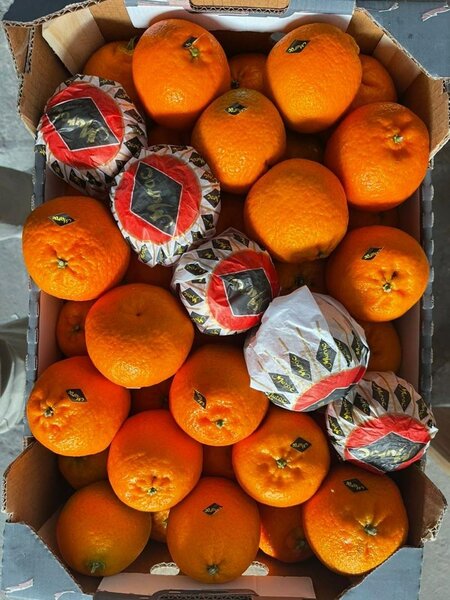 Mandarines en caisse 10kg